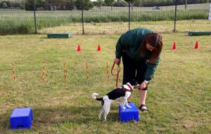 En time med hvalpetræning
